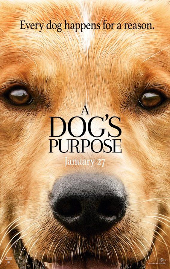 A+Dogs+Purpose+gets+the+cone+of+shame