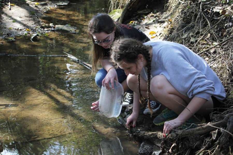 Senior Kiera Quinn and Faith Shipley dig in a creek by WHS for crawfish during an APES lab Friday March 2nd 2018.